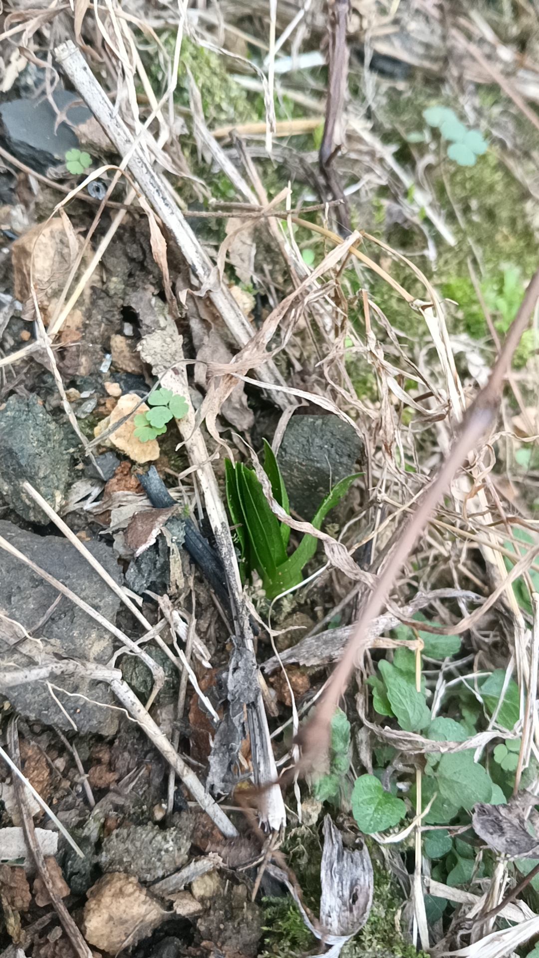 aoa体育官网-娃娃小树堂铁渃偶山态石头青石